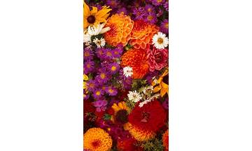 Wall Flowers for Android - Download the APK from Habererciyes